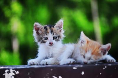 可爱的小花猫_700字