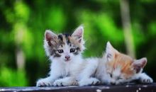 可爱的小花猫_700字