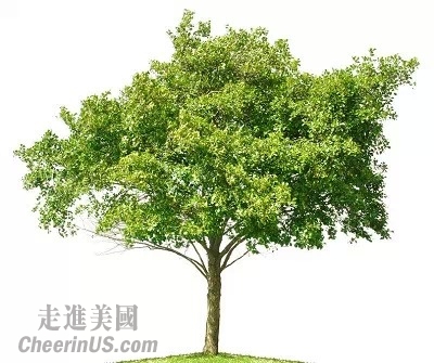 树_400字