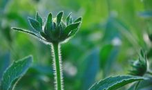 平凡也美丽_750字