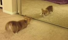 哲理故事：镜子里的狗