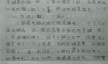 小猫观察日记_450字