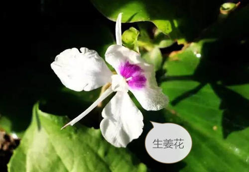 精彩_650字