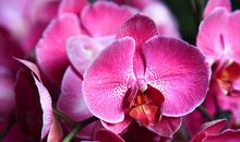 观察蝴蝶兰_700字