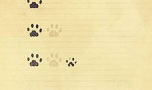 仓鼠观察日记_400字