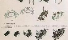 观察螃蟹得到的启示_250字