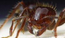 观察蚂蚁搬食物_300字