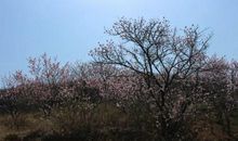 当春天来敲门_750字