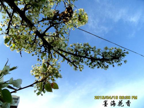 梨花湖是着迷的_750字