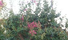 那一树紫微_900字