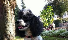 我家的小狗_700字