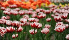 以花的姿态_1200字