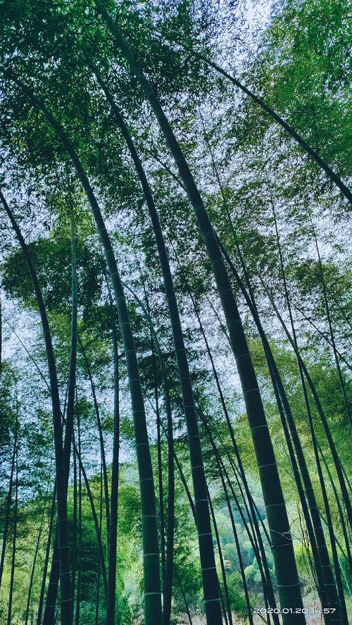 竹林在我的家乡_300字