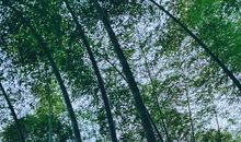 我家乡的竹林_300字