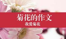 菊花_450字