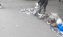 可怜的小鸽子_450字