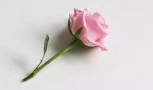 励志文章：所有的努力都开花