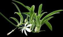 神秘的吊兰_800字