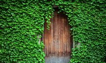 高一状物作文：爬山虎_1000字