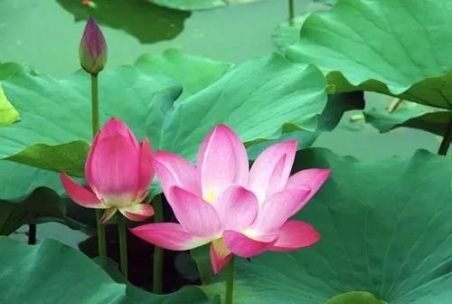 莲花_600字