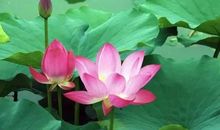 人生的莲花_600字