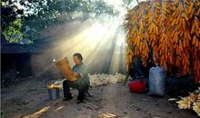 有那么一棵树_650字