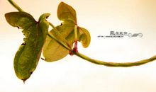 能屈能伸，以退为进_1000字