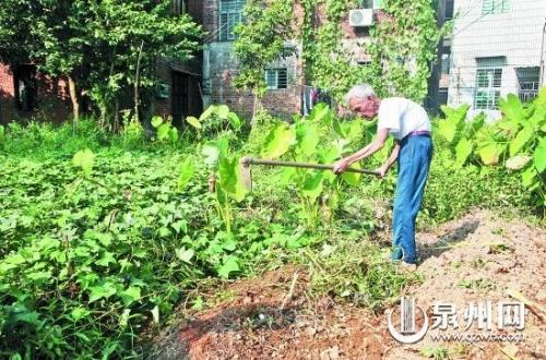 回想起诚实的邻居_900字