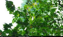 校园里的梧桐树_450字