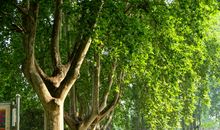 难忘那树梧桐燕_800字