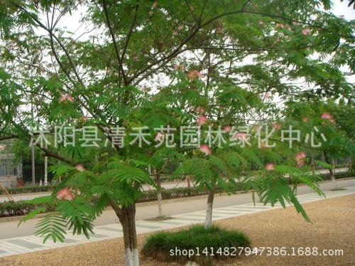 金合欢树_300字