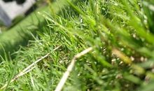 被扼杀的种子_800字