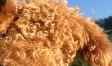 我家的新成员_300字