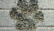 泥路上的脚印_800字