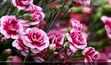 师爱似海_1000字