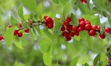 难忘的樱桃_500字