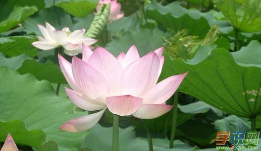 Lotus _600字