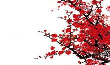 梅花的启示_1000字