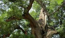 家乡的老槐树_800字