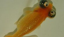 我的小金鱼_800字