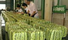 生活中的方西瓜_650字