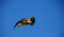 生命的磨练_550字