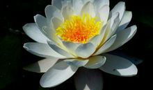 “出污泥而染”_1000字