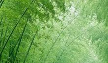 竹林的四季_600字
