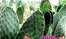 高一状物作文：仙人掌_800字