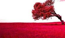 一棵开花的树_700字