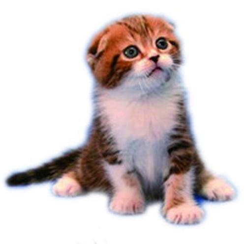 猫_800字
