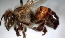 非洲蜂与荆棘鸟