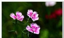 秋日的思绪_700字