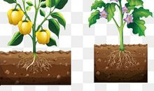 Healthy growth_500字